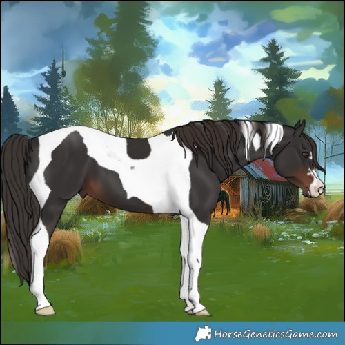Horse Color:Liver Chestnut Tobiano 