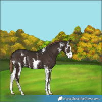 Horse Color:Liver Chestnut Sabino 
