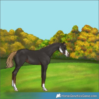 Horse Color:Liver Chestnut Sabino 