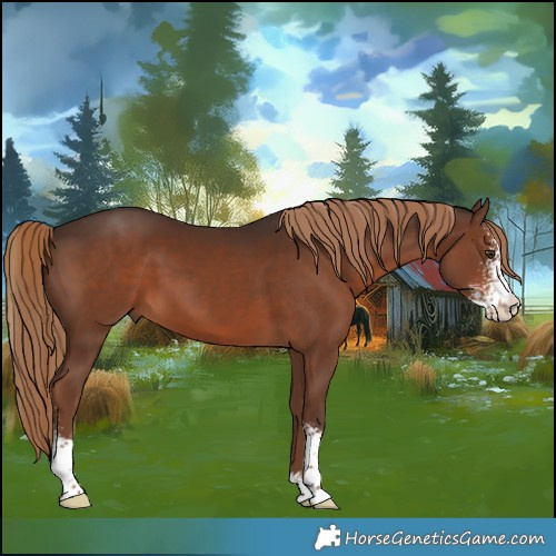Horse Color:Liver Chestnut Sabino 