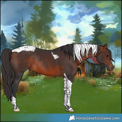 Horse Color:Bay Tobiano Rabicano 