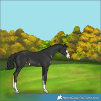 Horse Color:Liver Chestnut Sabino 