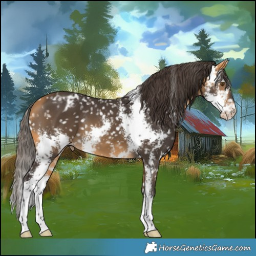 Horse Color:Buckskin Sabino Appaloosa 