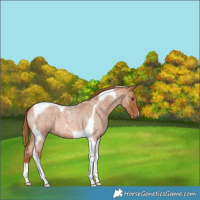 Horse Color:Red Roan Tobiano 