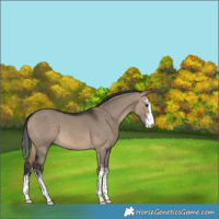 Horse Color:White Spotted Brown Dun 