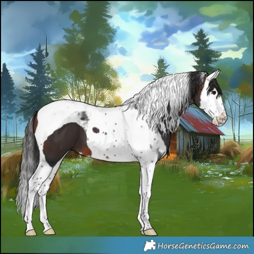 Horse Color:White Spotted Brown Splash Tobiano 