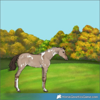 Horse Color:White Spotted Liver Red Dun Tobiano 