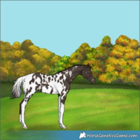 Horse Color:Liver Chestnut Tobiano Near Leopard 