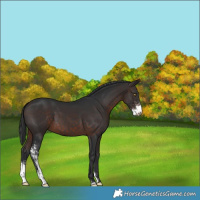 Horse Color:Brown Sabino 