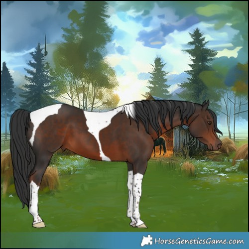 Horse Color:Liver Chestnut Tobiano 