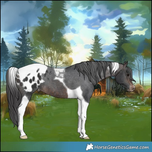 Horse Color:Brown Tobiano Appaloosa 