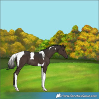 Horse Color:Liver Chestnut Tobiano 