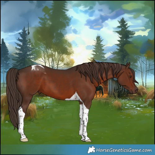 Horse Color:Liver Chestnut Tobiano 