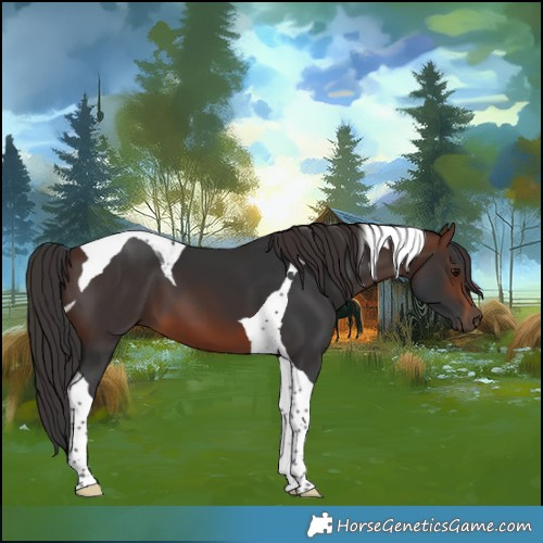 Horse Color:Brown Tobiano 