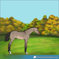 Horse Color:Brown Dun 