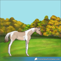 Horse Color:Red Dun Tobiano 
