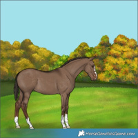 Horse Color:Liver Red Dun