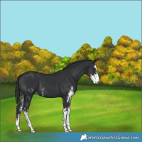 Horse Color:Black Sabino 