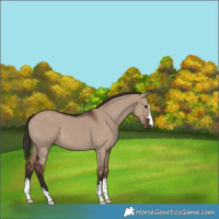 Horse Color:Liver Red Dun 