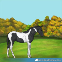 Horse Color:Black Tobiano 