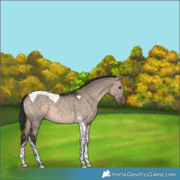 Horse Color:Brown Dun Tobiano 
