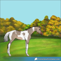 Horse Color:Brown Dun Tobiano 