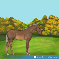 Horse Color:Chocolate Palomino 