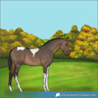 Horse Color:Brown Dun Tobiano 