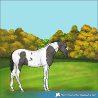 Horse Color:Grullo Tobiano 