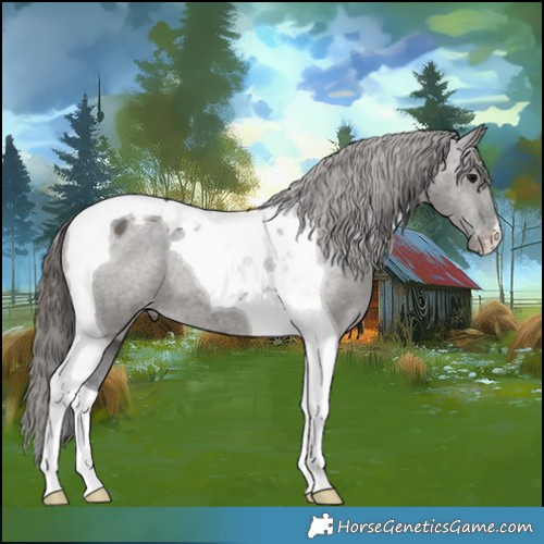 Horse Color:Grullo Tobiano Appaloosa 
