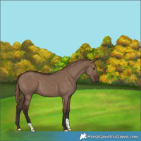 Horse Color:Liver Red Dun 
