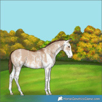 Horse Color:White Spotted Red Dun Varnish 