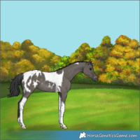 Horse Color:Grullo Tobiano Blanket 