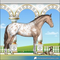 Horse Color:Amber Champagne Sabino Tobiano Appaloosa and Amber Champagne Sabino Tobiano Appaloosa