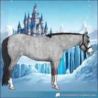 Horse Color:Blue Ice Roan 
