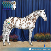 Horse Color:Liver Red Dun Mushroom Appaloosa Brindle 