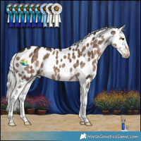 Horse Color:Liver Red Dun Mushroom Appaloosa Brindle 