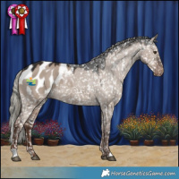 Horse Color:Liver Red Dun Mushroom Appaloosa