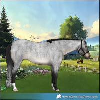 Horse Color:Gray Brown Roan 