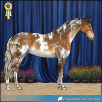 Horse Color:White Spotted Chocolate Palomino 