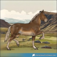 Horse Color:Chocolate Palomino 