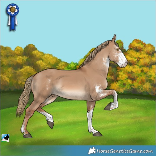 Horse Color:Red Dun Sabino Rabicano 