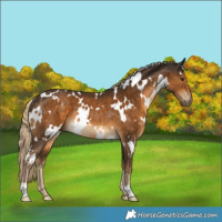 Horse Color:White Spotted Chocolate Palomino Rabicano 