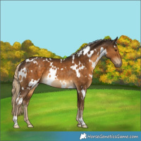Horse Color:White Spotted Chocolate Palomino Rabicano