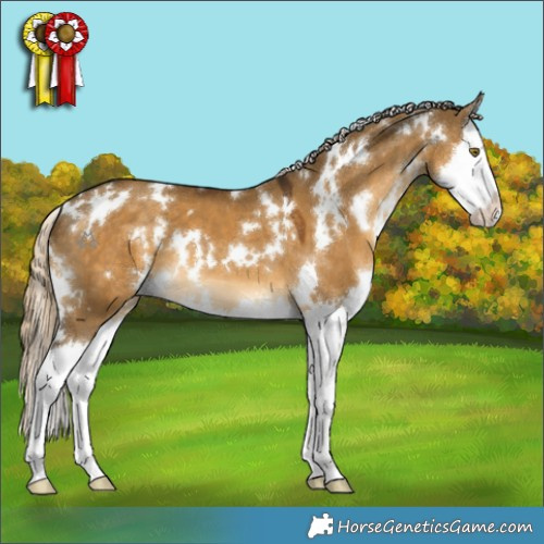 Horse Color:White Spotted Chocolate Palomino Dun Sabino Splash