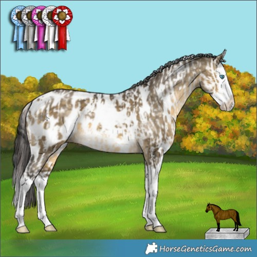 Horse Color:Liver Red Dun Sabino Splash Appaloosa Rabicano  and White Spotted Buckskin Dun Sabino Splash Appaloosa 