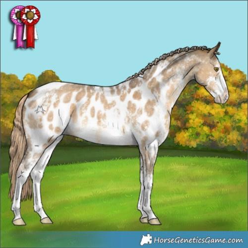 Horse Color:Chocolate Palomino Dun Sabino Appaloosa 