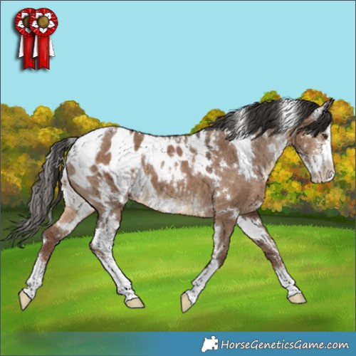 Horse Color:White Spotted Liver Red Dun Sabino Appaloosa 