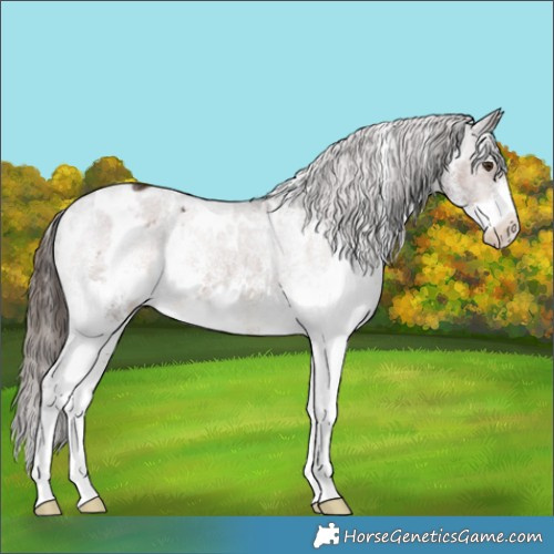 Horse Color:White Spotted Liver Chestnut Appaloosa 