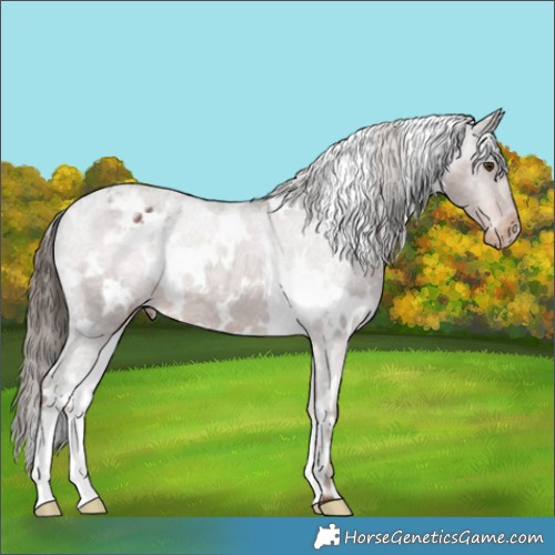 Horse Color:White Spotted Liver Chestnut Varnish 